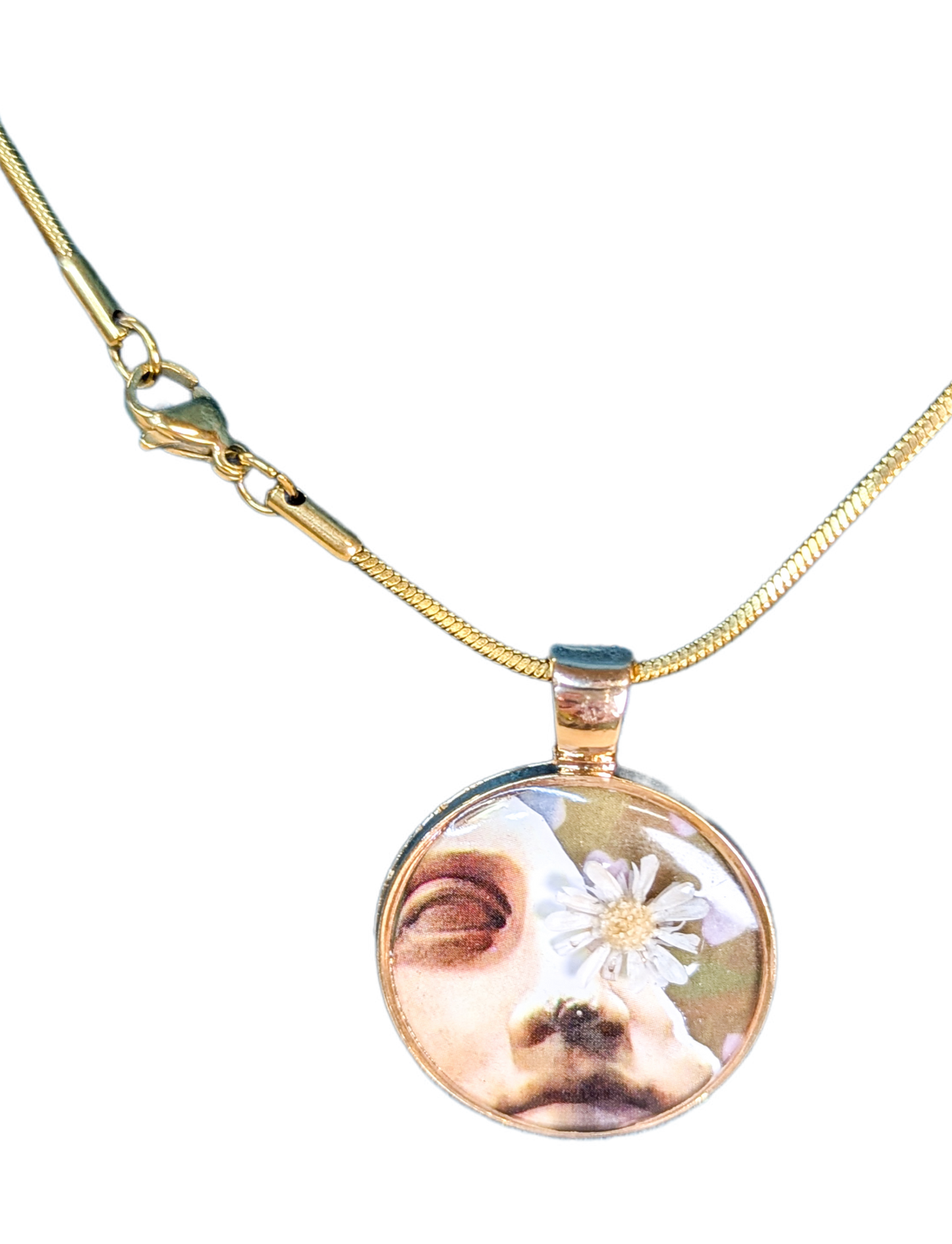 Collier David adouci par la marguerite du matin