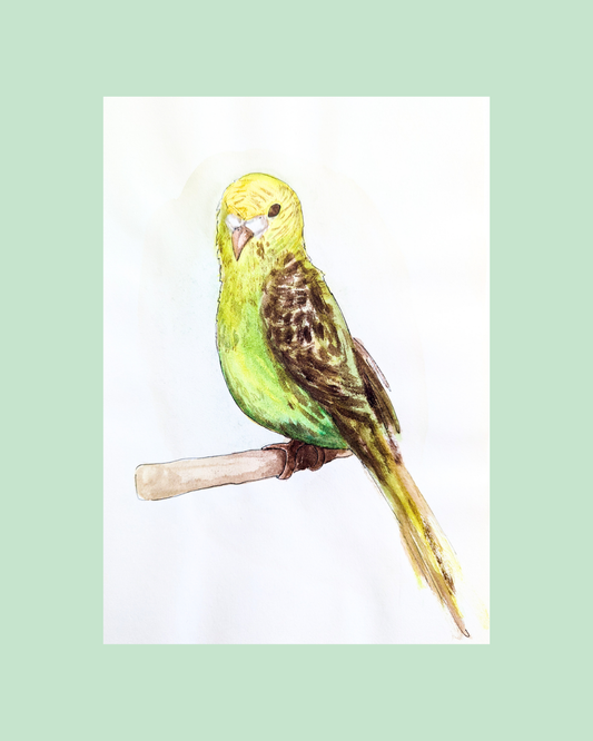 Illustration Perruche