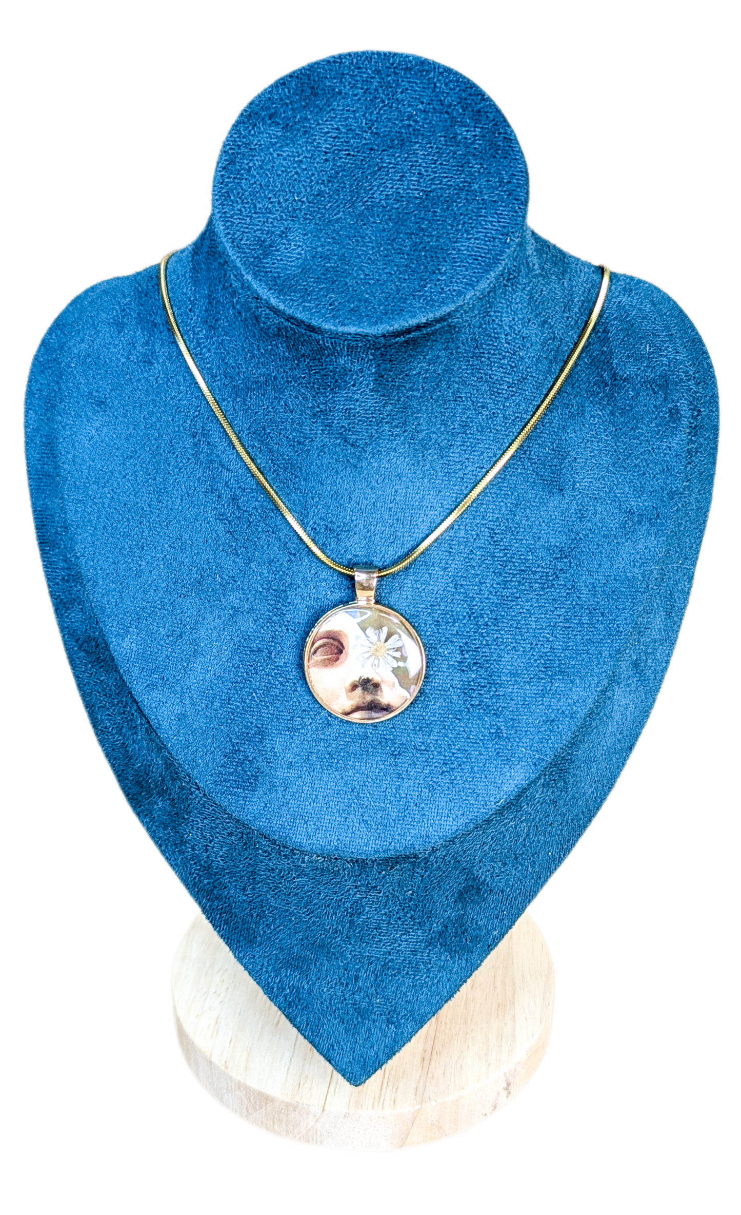 Collier David adouci par la marguerite du matin